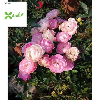 GÓI 10 hạt hoa hồng trứng - đầy đủ các mầu đỏ, cam, vàng, trắng 10 HẠT