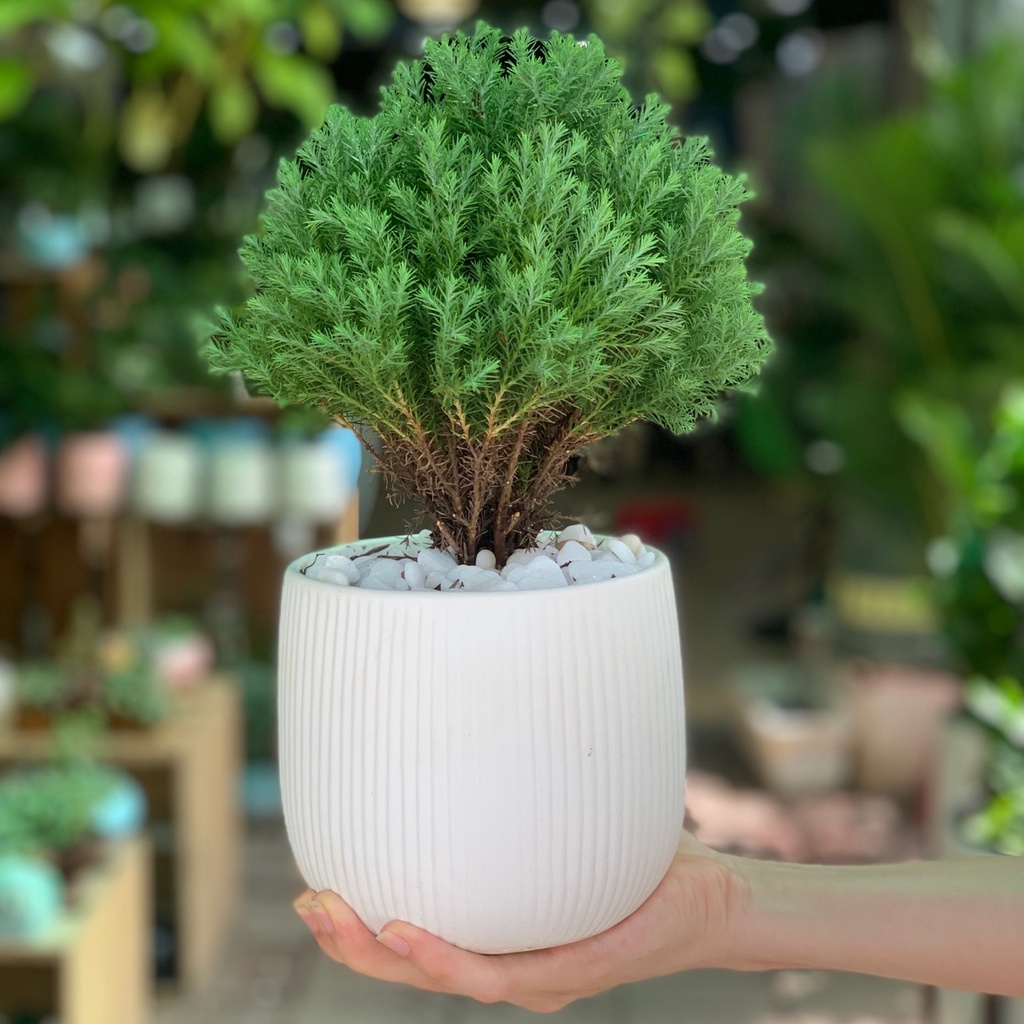 Phân bón RYNAN 230 23-8-8+TE tan chậm 150g, Chuyên Dùng Cho Cây Mini, Bonsai