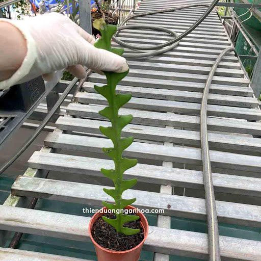 CÂY GIỐNG HOA NHẬT QUỲNH XƯƠNG CÁ