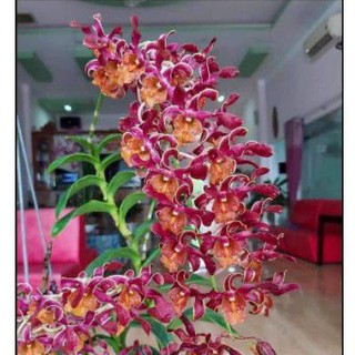 Hoa lan denro nắng quán long