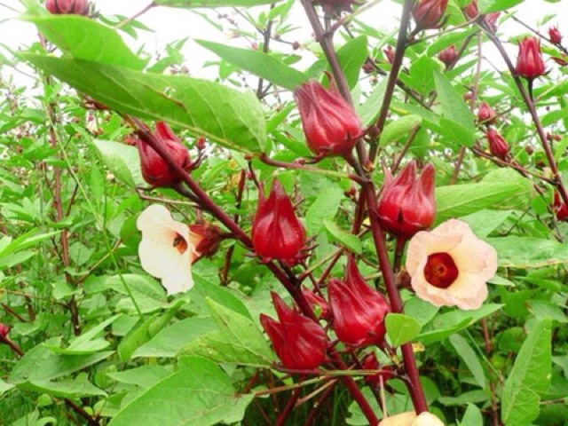 Trà hoa dâm bụt ( hibiscus, atiso đỏ) khô 100g