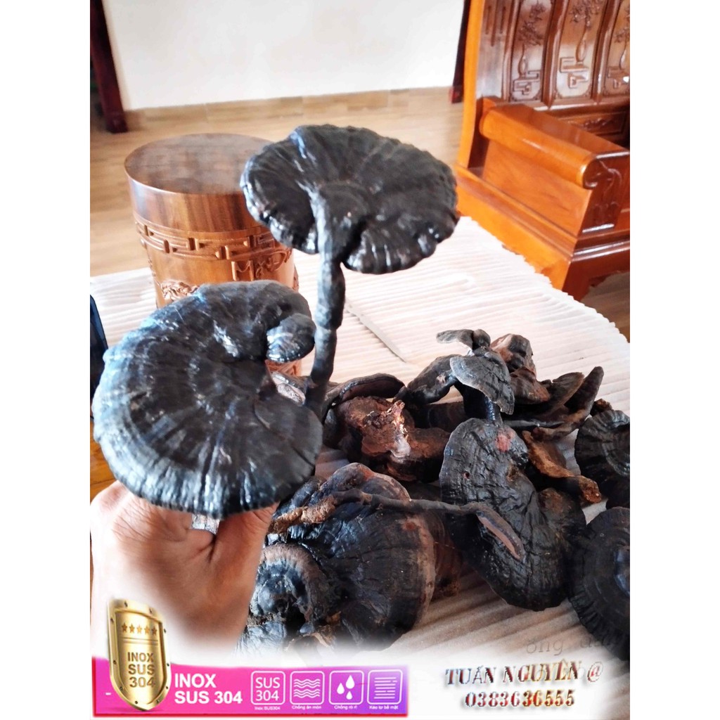 Nấm Hắc Linh Chi Rừng Đại Ngàn Tây Bắc (500gr) Tăng Cường Chức Năng Gan, Nâng Cao Đề Kháng, Phòng chống Ung Thư