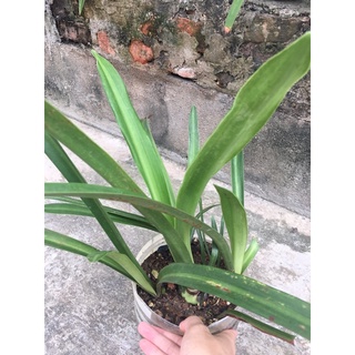 Huệ lai Satos x D.Meryal