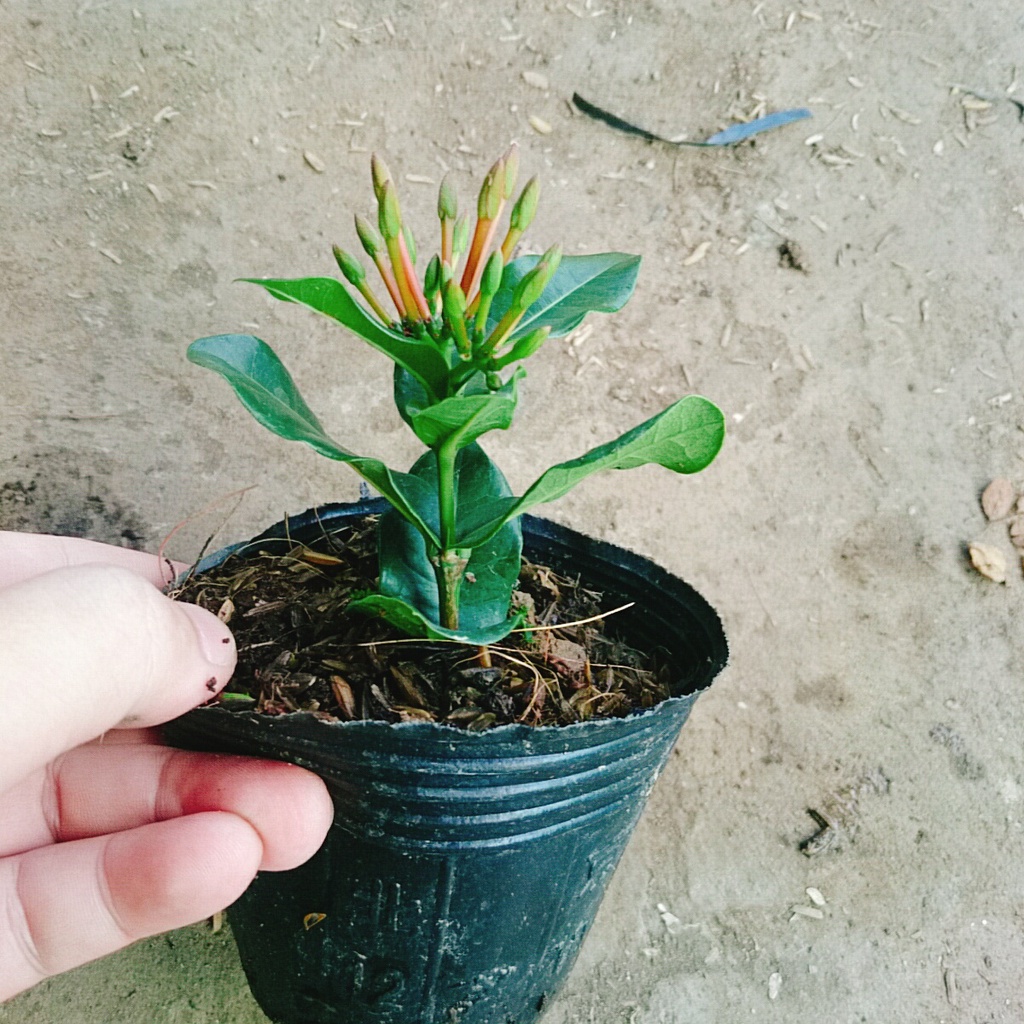 Cây Trang Phụng Hoàng Lửa - cây cảnh để bàn