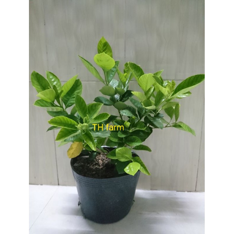 Cây hoa dành dành cánh kép _TH farm_ Cây chuẩn giống- Chất lượng cao