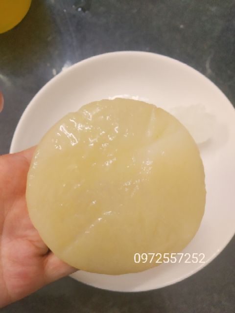 Scoby, , con nấm làm kombucha, kefir. Hướng dẫn nuôi tỉ mỉ đến khi thành công