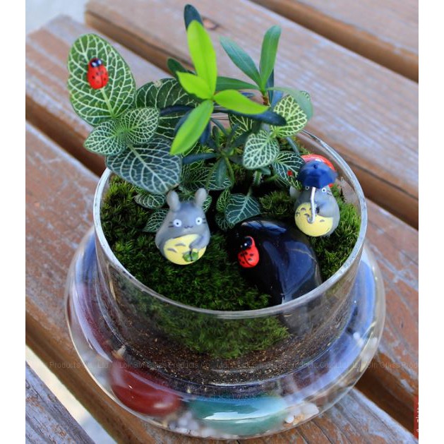 {Hàng siêu đẹp} Bình terrarium thủy tinh trong suốt có nắp chụp để làm bể tiểu cảnh terrarium