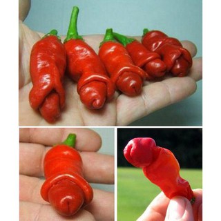 Hạt giống ớt cu tý - ớt peter - F1