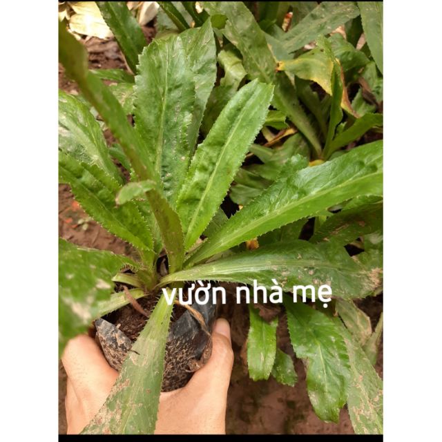 Cây ngò gai