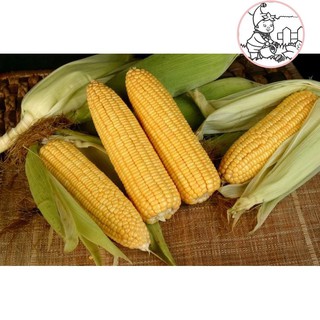 Hạt giống bắp ngọt f1 - gói 10 gram