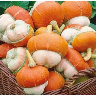Hạt giống Bí mũ vàng
