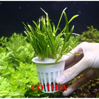 Cây thủy sinh Cỏ thìa (Tiền, Trung cảnh)