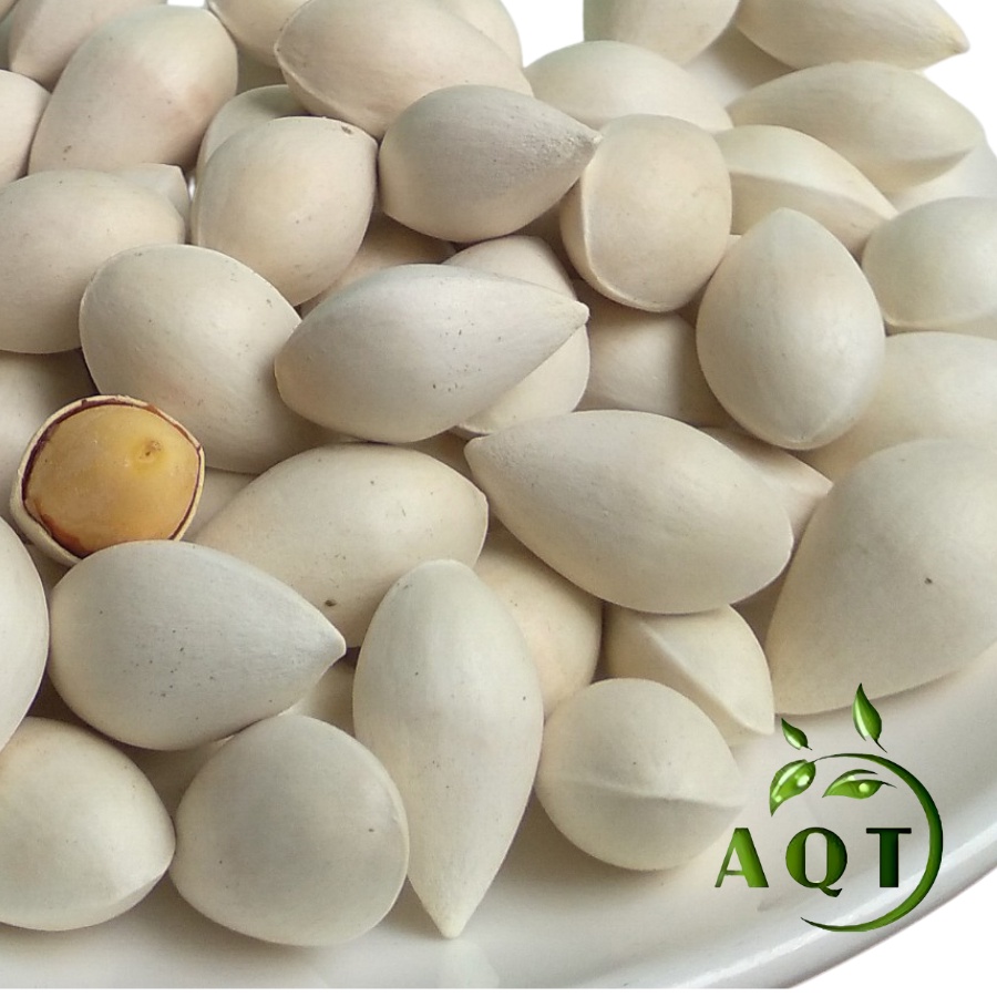 Bạch Quả Tươi [LOẠI 1] 1KG Nguyên Vỏ To, Chắc, Hạt Bạch Quả Nấu Chè, Rang Muối, Hầm Gà Siêu Ngon