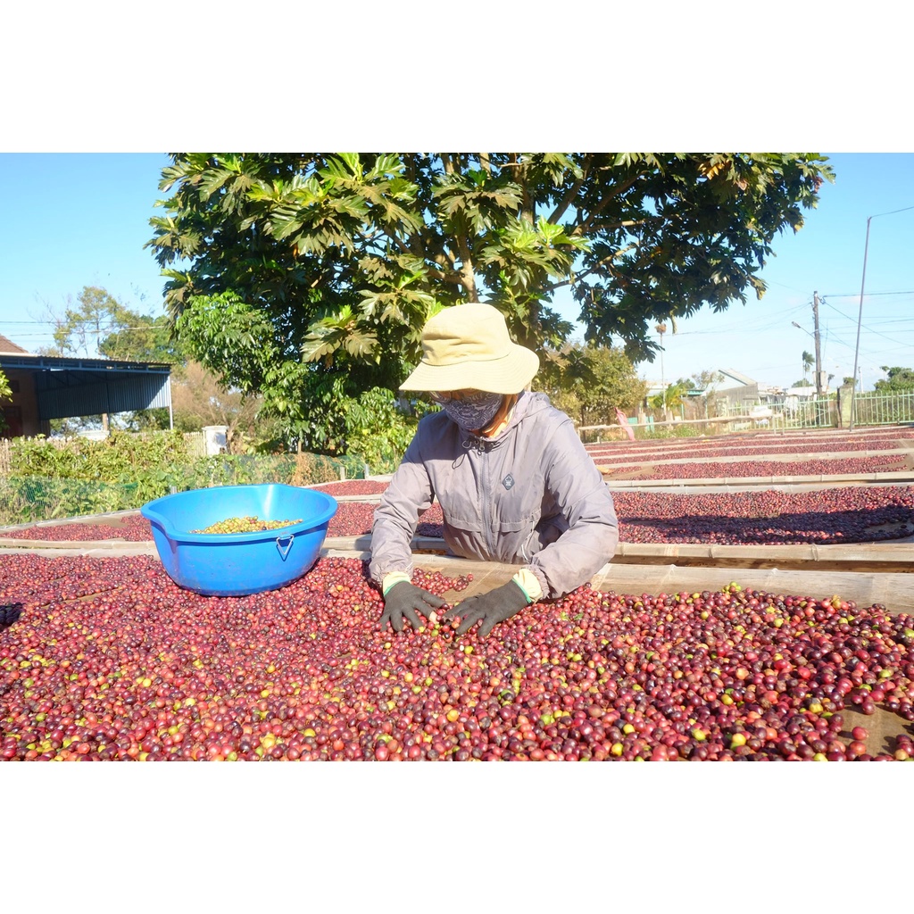 Cà Phê Phin Robusta nguyên chất. [HOT] Tặng 1 phin khi mua 1kí5 trở lên | BigBuy360 - bigbuy360.vn