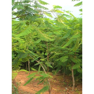10Gram Hạt Giống Cây Keo Dậu