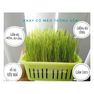 Cỏ Mèo tươi trồng sẵn chống búi lông, giúp bé tiêu hóa tốt, thơm miệng, giảm stress