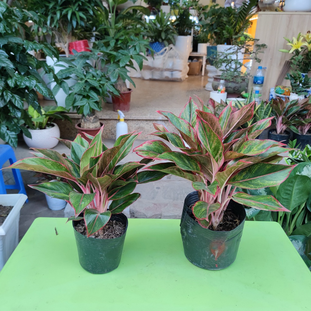 Cây phú quý phong thủy cao 30cm lá sum suê dễ chăm sóc cây trang trí nội thất ban công