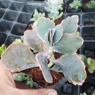 Sen đá sống đời giống mới