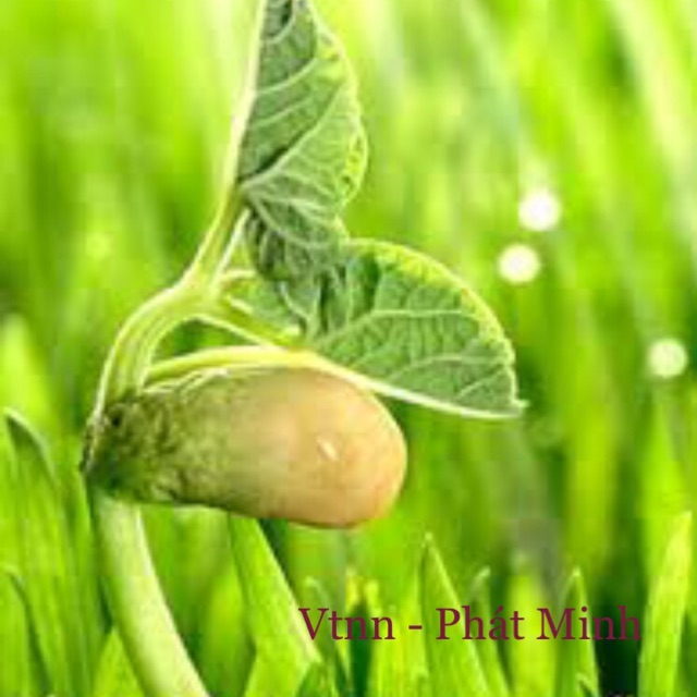 Vtnn_Phát Minh