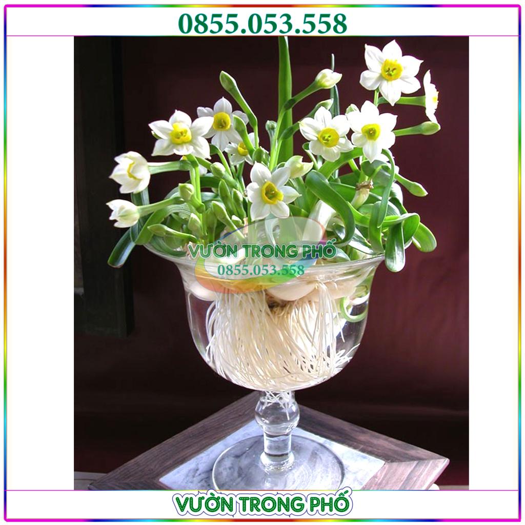Ly nhựa dưỡng, trồng hoa thủy tiên, trưng phật thủ cực đẹp và sang trọng, chất bền lâu