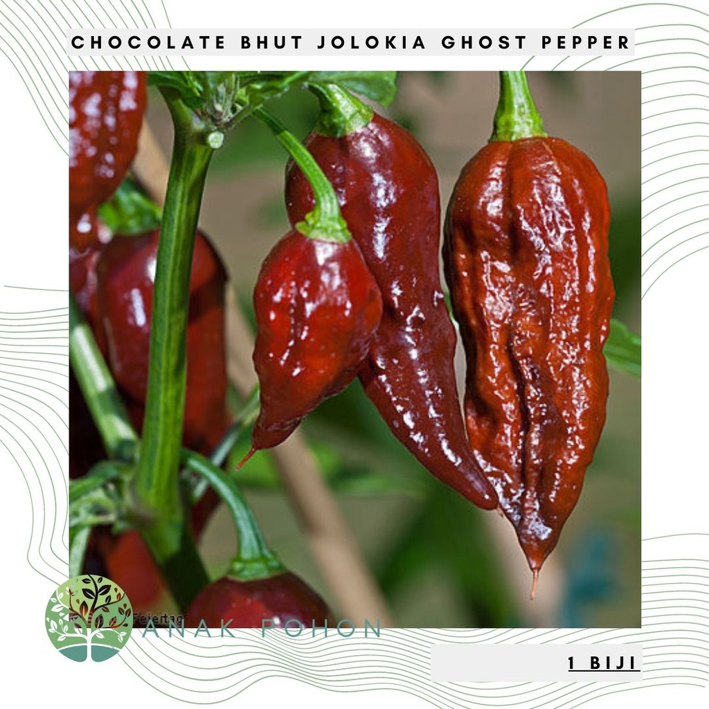 Hạt giống Ớt Socola Bhut Jolokia Choco Socola Ghost Pepper Seeds - NHẬP KHẨU 15h