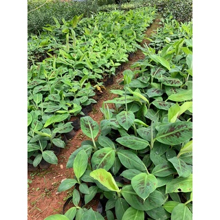 cây giống chuối tây thái