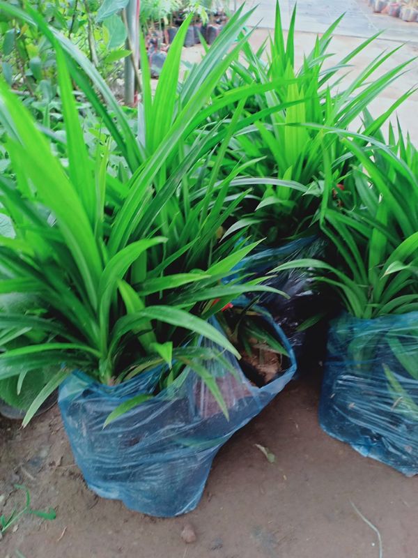 Cây  Lá Nếp Thơm