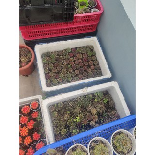 đất mix chuyên trồng xương rồng, sứ thái, củ mọng nước..v.v