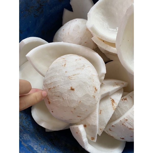 Quả dừa già cùi dày, vỏ mỏng thơm ngon