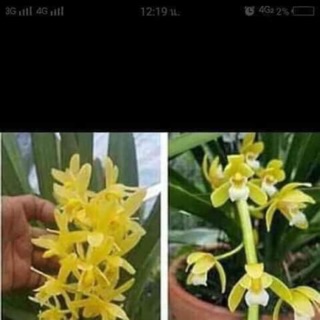 Địa lan kiếm thái vàng mặt hoa lai gửi hàng đi nguyên chậu  siêu to giá cực rẻ