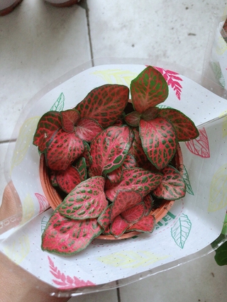 Lá Cẩm Nhung - lá may mắn (được chọn màu)