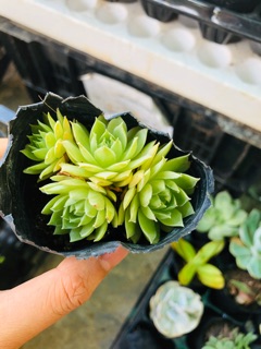 Sen nhỏ phật bà