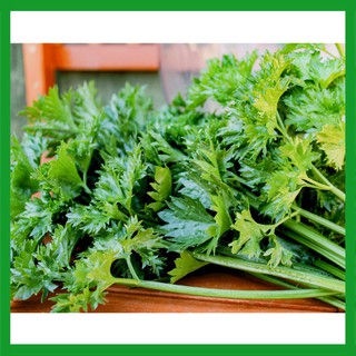 Hạt giống rau Cần Tây