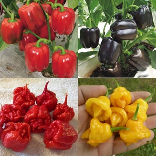 30 hạt giống ớt chuông nhiều mầu