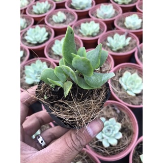Thạch bích lá xoắn bầu