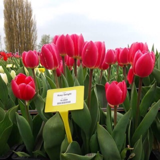 10 củ hoa tulip mix đủ 10 màu