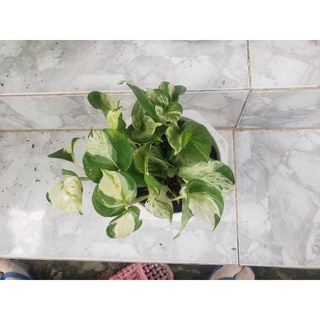 Cây trầu bà Trầu Bà Manjula Pothos(tặng kèm phân bón)