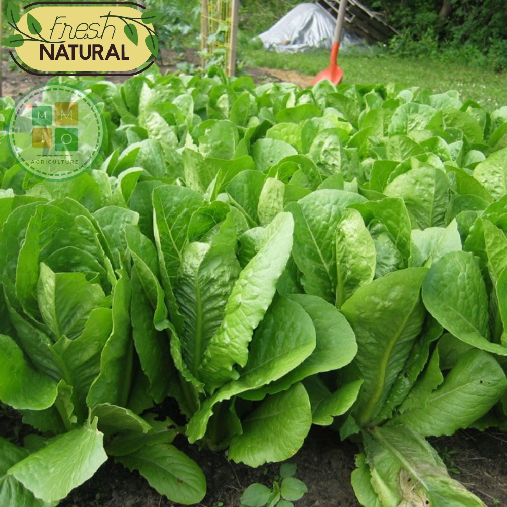 Hạt giống xà lách Romaine chịu nhiệt, giòn ngọt