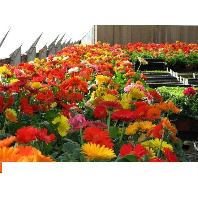 Hạt Giống Hoa đồng tiền Mix 100 Hạt/ GóI KHUYẾN MẠI SHOP MỚI HẠ GIÁ SỈ