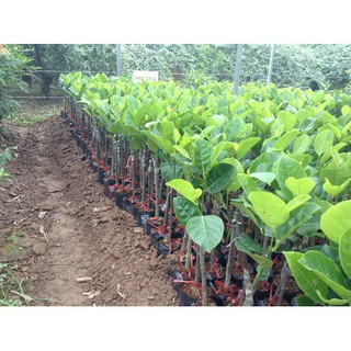 mít ruột đỏ thái lan ( cây giống )