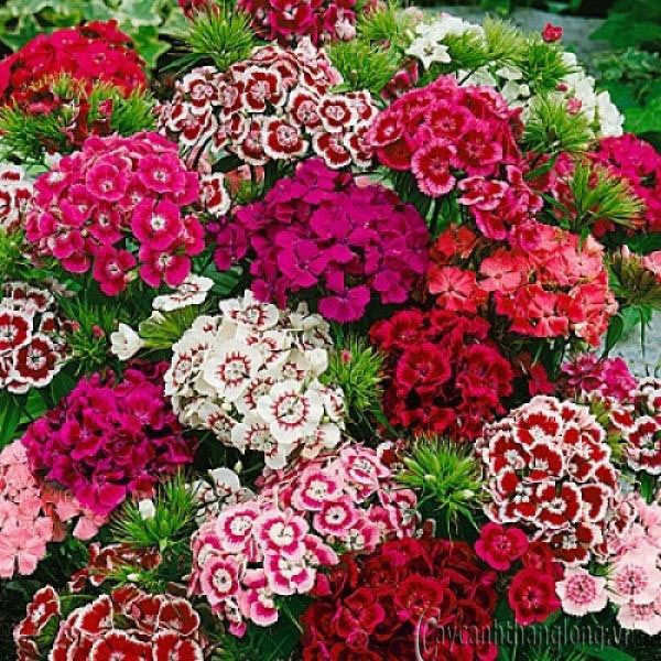 20 HẠT GIỐNG HOA CẨM NHUNG