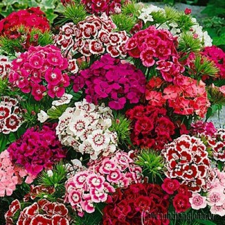 20 HẠT GIỐNG HOA CẨM NHUNG