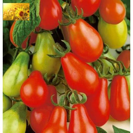 Hạt Giống Cà Chua Qủa Lê Đỏ (30 Hạt)