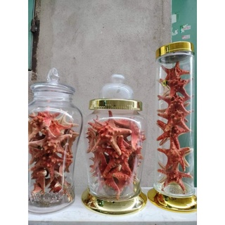 1 CON SAO BIỂN ĐỎ