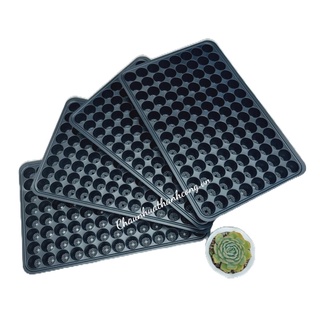Khay ươm/ vỉ ươm hạt giống 104 lỗ Ø40 dày dặn