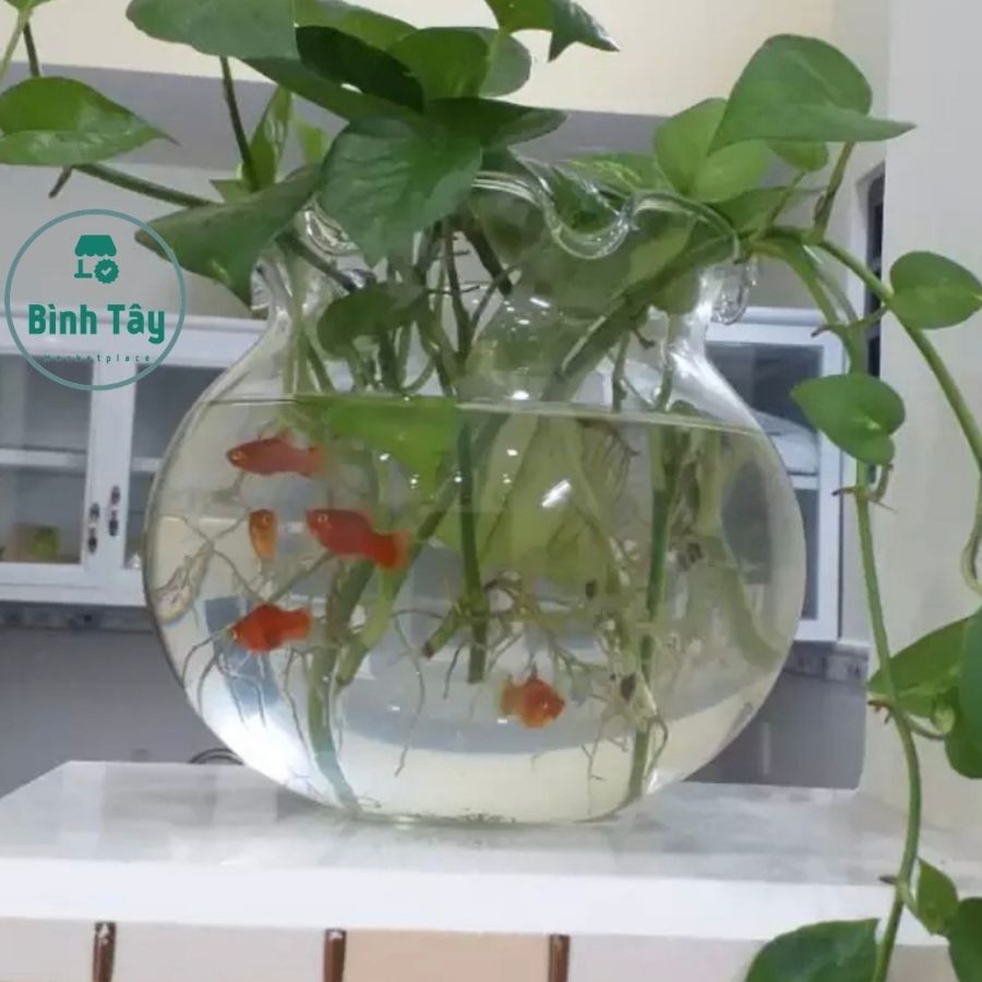 [FREESHIP] HỒ CÁ THỦY TINH, CHẬU TRỒNG CÂY ĐỂ BÀN PHONG THỦY mini fish tank BẦU TRÒN MIỆNG BÈO SIZE LỚN NHỎ ML-HB