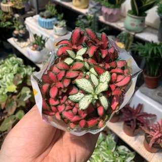 Cẩm Nhung (Fittonia)