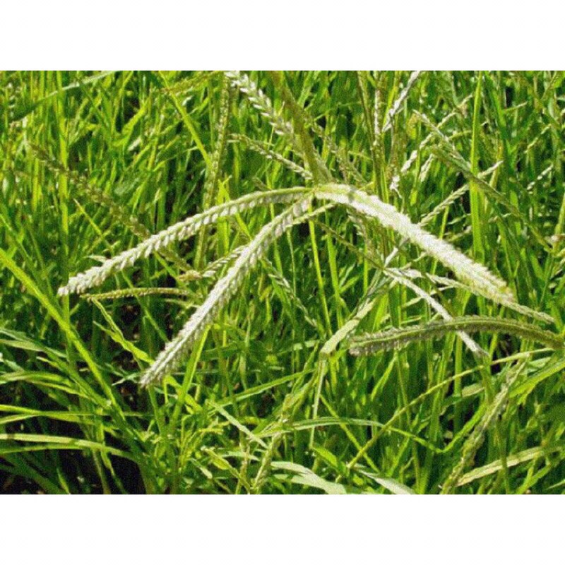 1kg cỏ mần trầu tươi