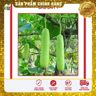 Hạt giống bầu lai f1 2gr