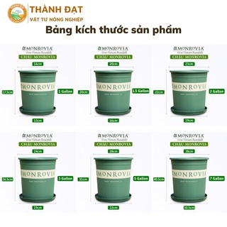 Combo 50 chậu MONROVIA 3Galion